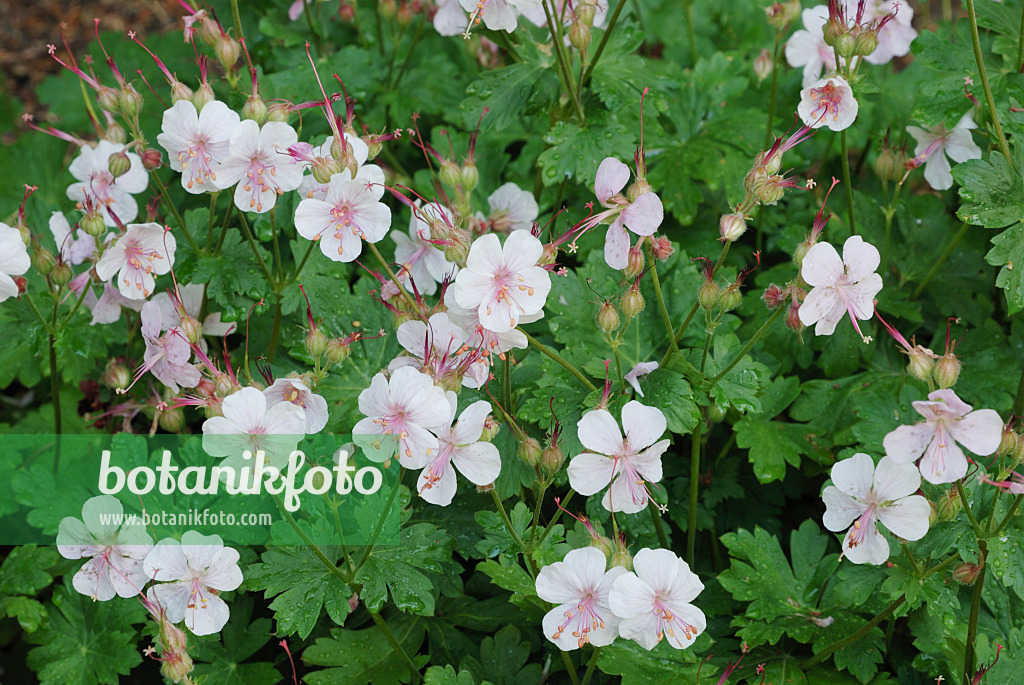 472182 - Cranesbill (Geranium x cantabrigiense 'Biokovo')