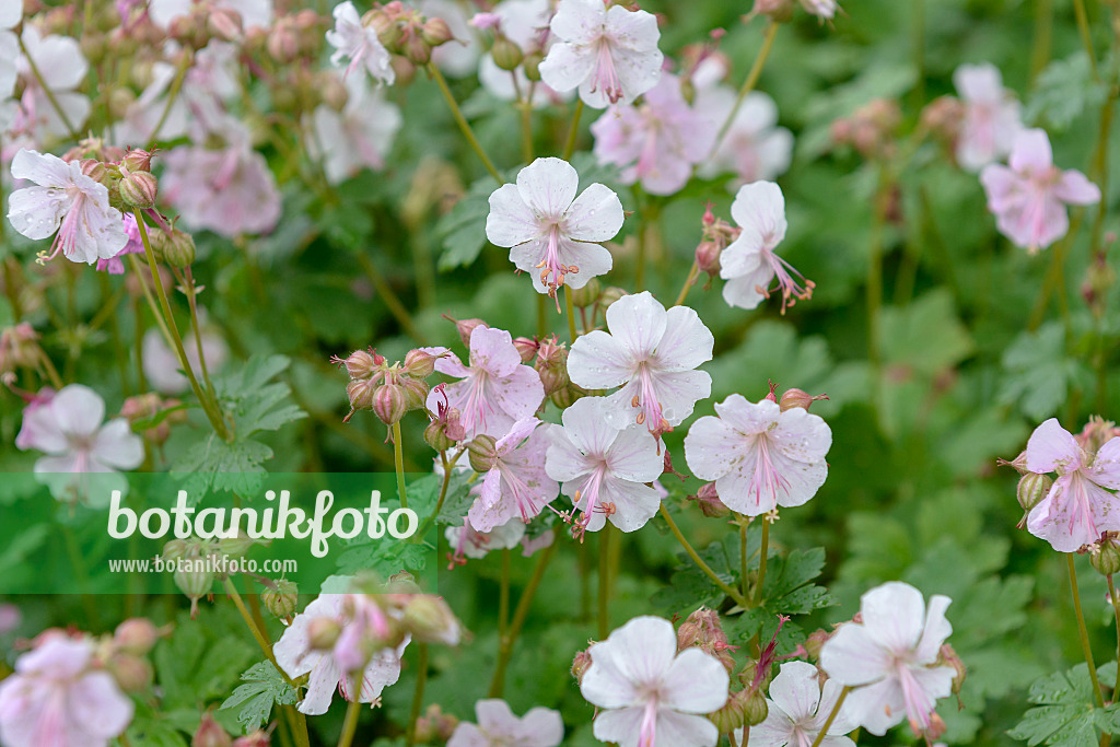 575109 - Cranesbill (Geranium x cantabrigiense 'Biokovo')