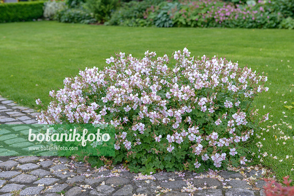 575110 - Cranesbill (Geranium x cantabrigiense 'Biokovo')