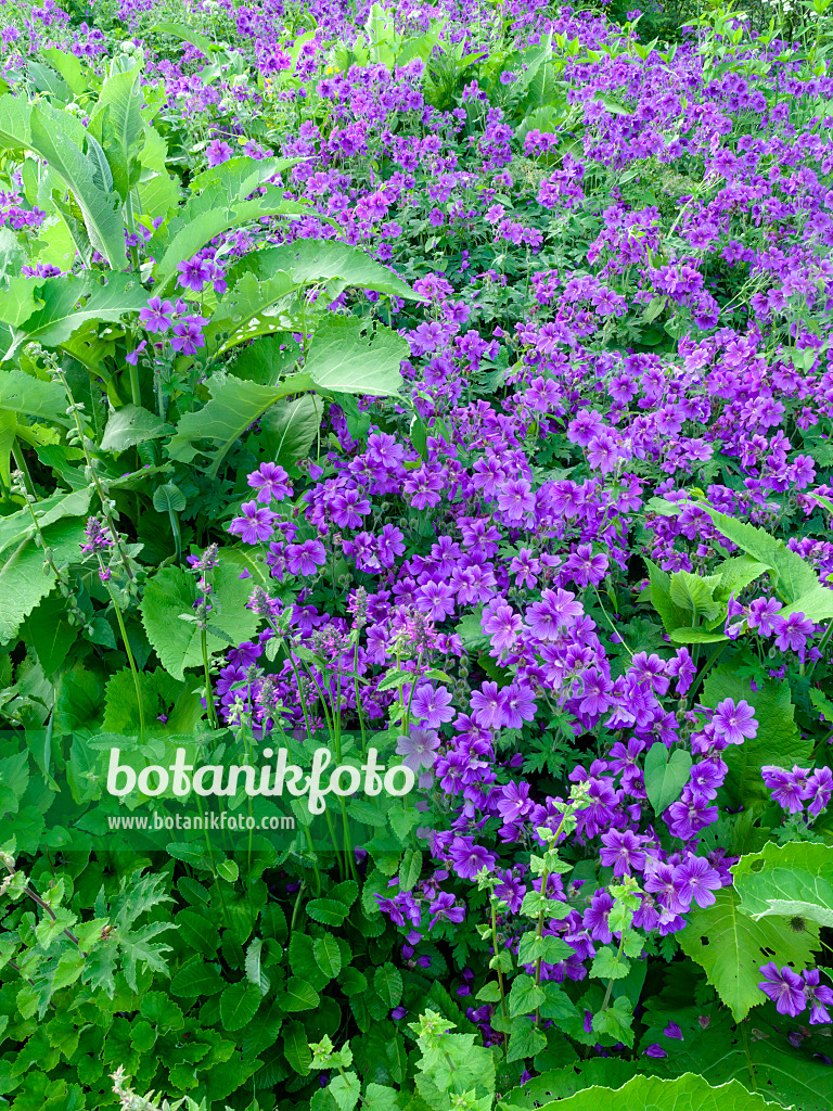 449013 - Cranesbill (Geranium x magnificum)