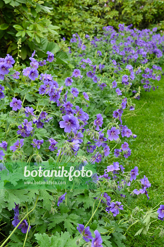 496307 - Cranesbill (Geranium x magnificum)