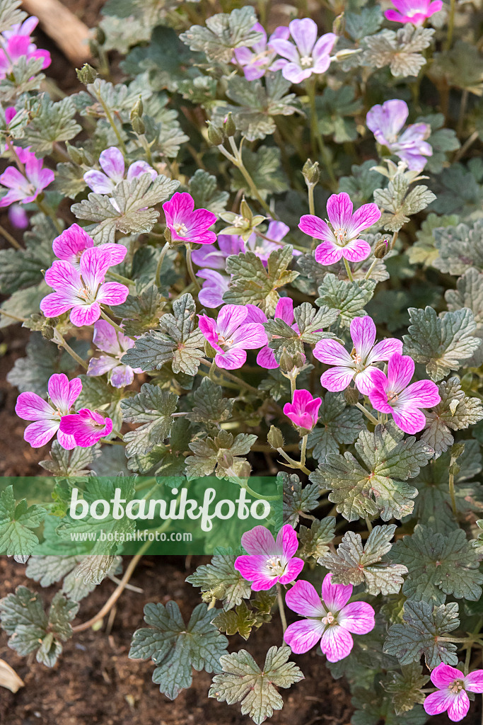 638105 - Cranesbill (Geranium x oxonianum 'Orkney Cherry')