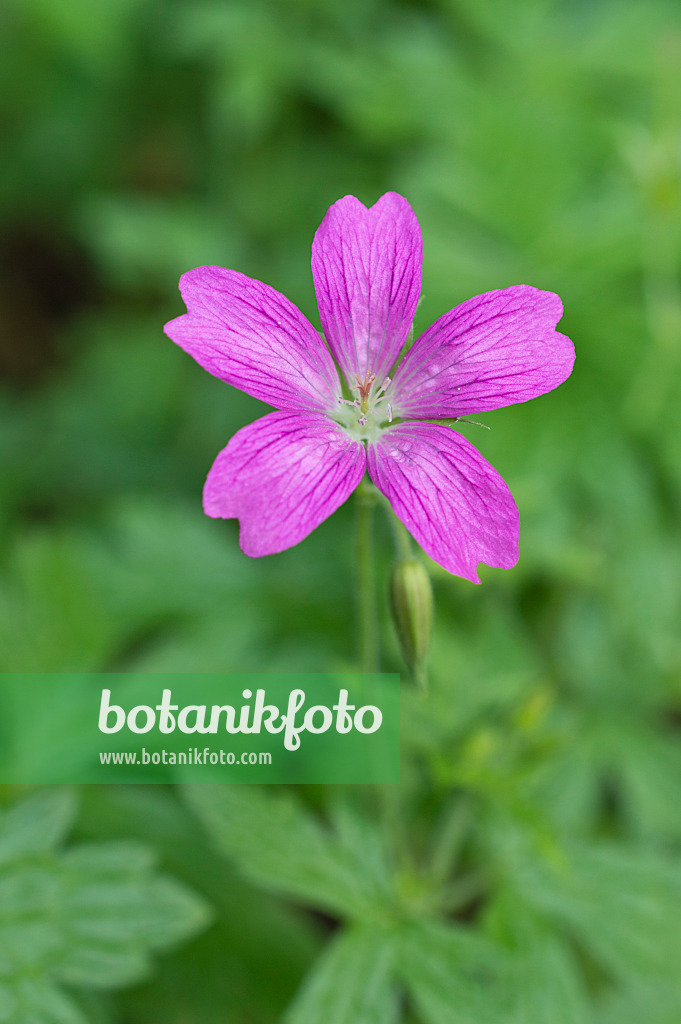 511315 - Cranesbill (Geranium x oxonianum 'Phoebe Noble')