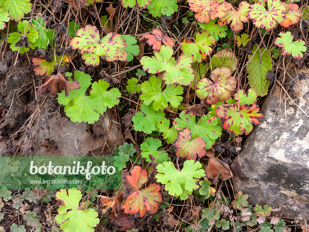 465252 - Cranesbill (Geranium platypetalum)