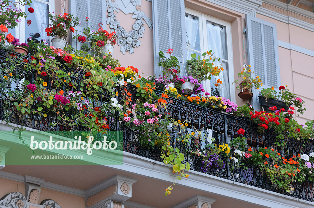 533100 - Cranesbills (Geranium), nasturtiums (Tropaeolum) and petunias (Petunia)