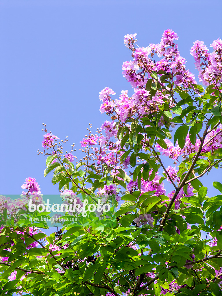 434256 - Crape myrtle (Lagerstroemia)