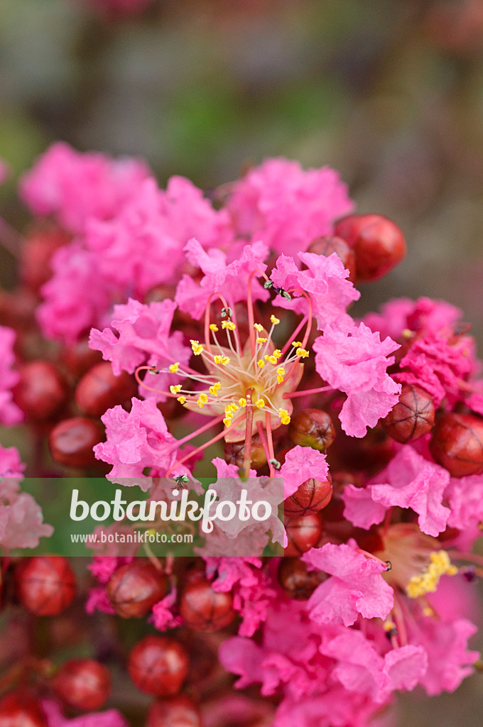 475193 - Crape myrtle (Lagerstroemia indica 'Nana Lavender')