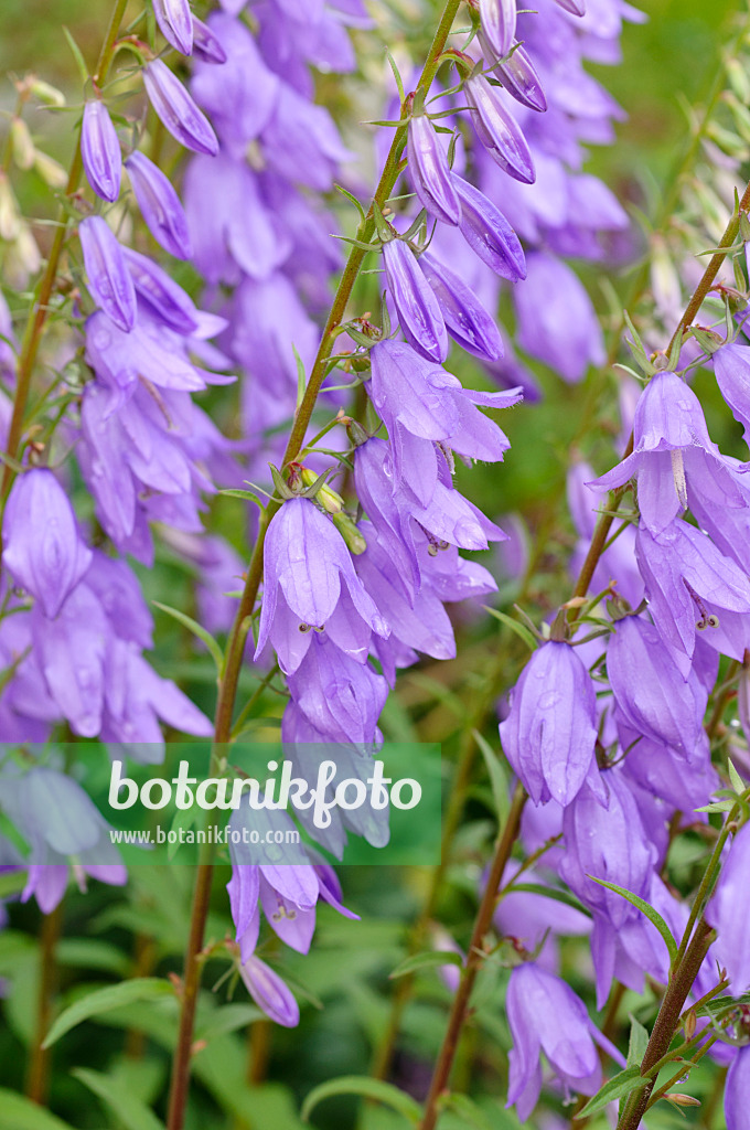 473319 - Creeping bellflower (Campanula rapunculoides)