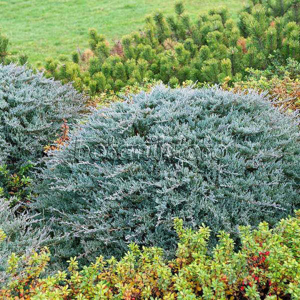 616412 - Creeping juniper (Juniperus horizontalis 'Blue Chip')