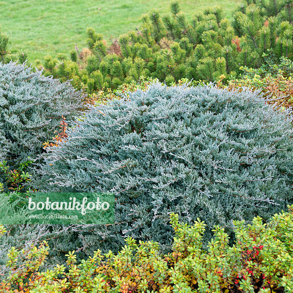 616412 - Creeping juniper (Juniperus horizontalis 'Blue Chip')