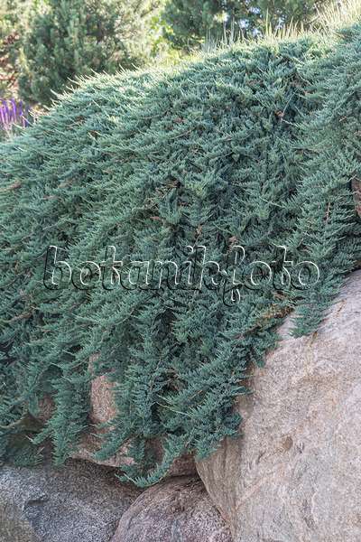 651356 - Creeping juniper (Juniperus horizontalis 'Blue Chip')