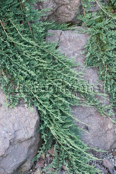 638138 - Creeping juniper (Juniperus horizontalis 'Icee Blue')
