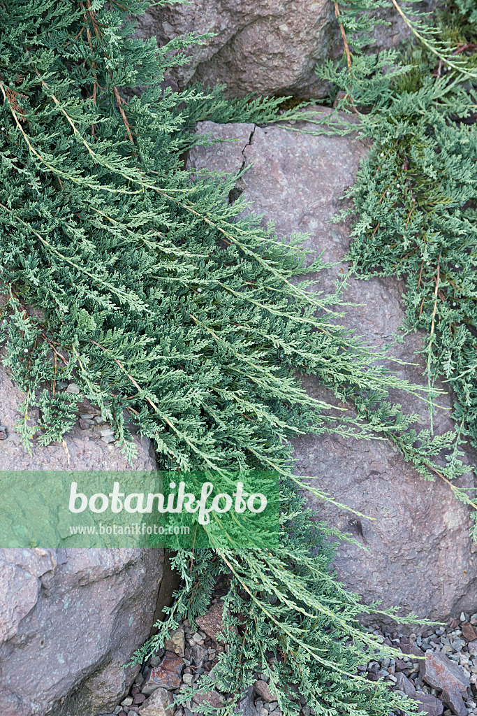 638138 - Creeping juniper (Juniperus horizontalis 'Icee Blue')