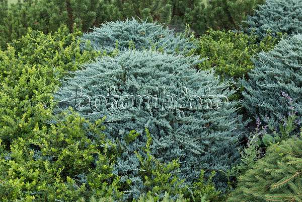 616413 - Creeping juniper (Juniperus horizontalis 'Wiltonii')
