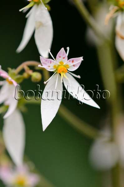 531095 - Creeping saxifrage (Saxifraga stolonifera)