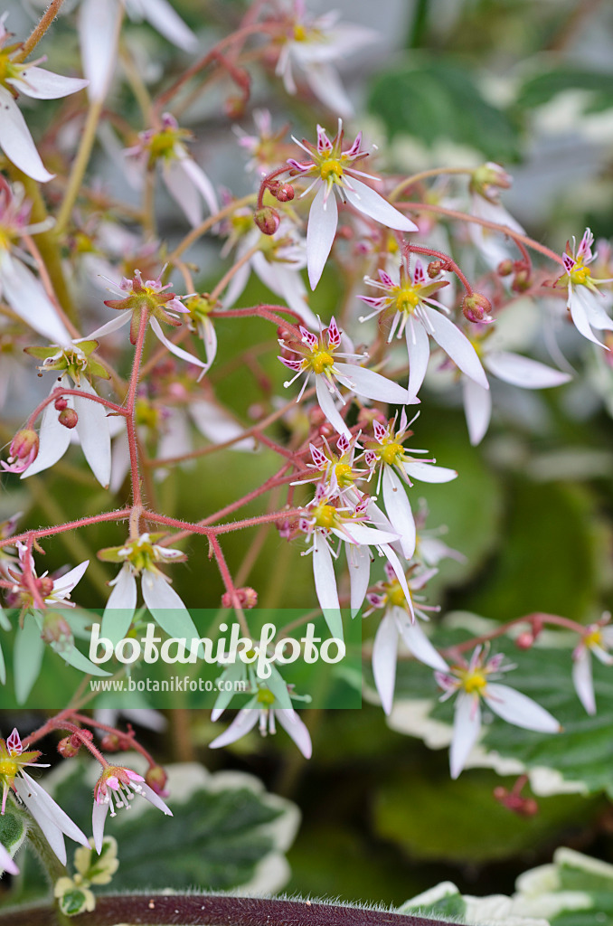 496377 - Creeping saxifrage (Saxifraga stolonifera 'Harvest Moon')