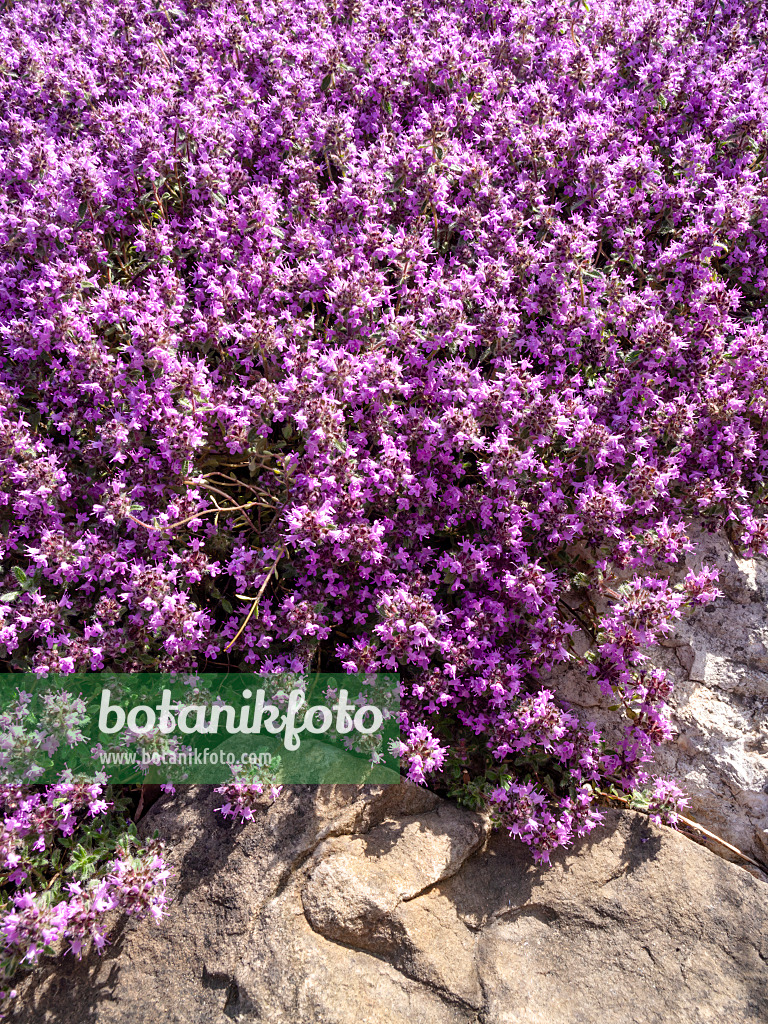 460153 - Creeping thyme (Thymus praecox subsp. britannicus syn. Thymus arcticus)