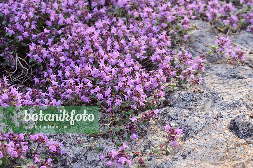 472291 - Creeping thyme (Thymus praecox subsp. britannicus syn. Thymus arcticus)