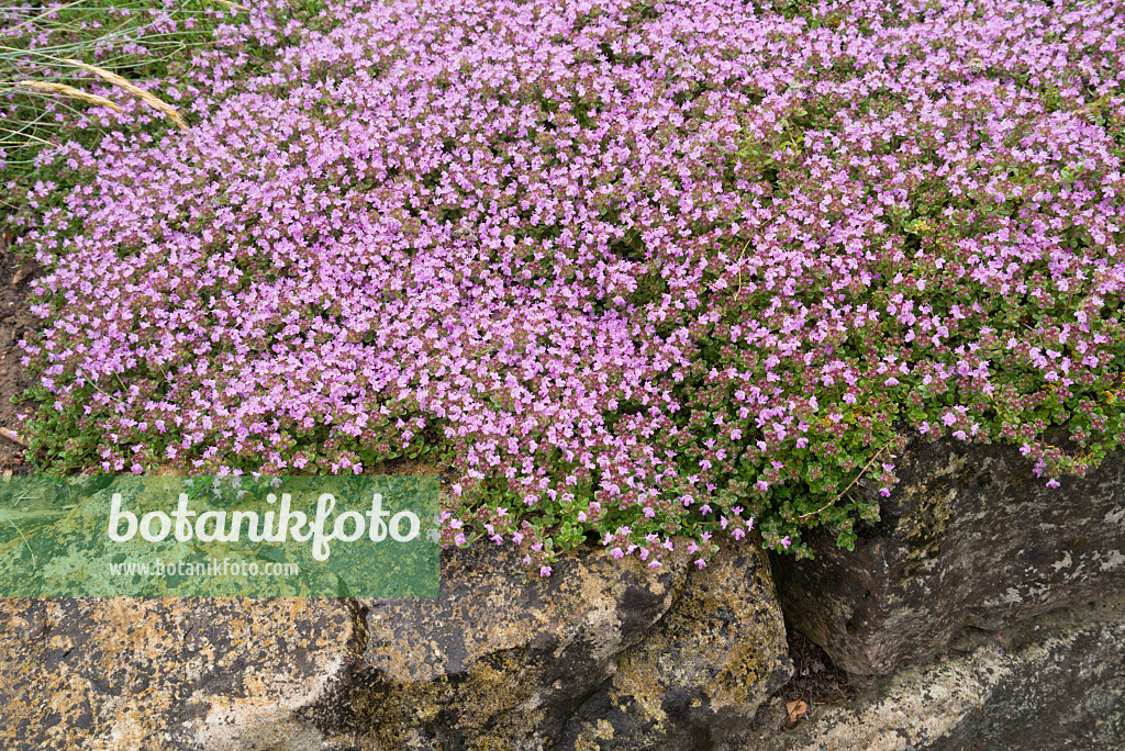 558297 - Creeping thyme (Thymus praecox subsp. britannicus syn. Thymus arcticus)