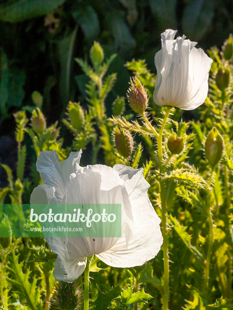 415012 - Crested pickly poppy (Argemone platyceras)