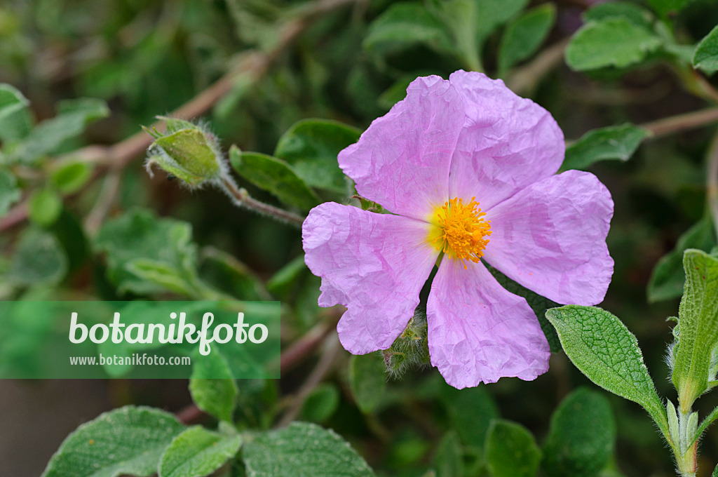 472102 - Cretan rock rose (Cistus creticus)