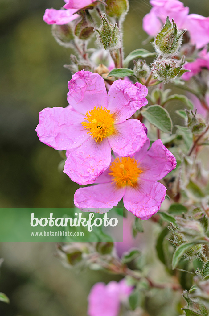 533571 - Cretan rock rose (Cistus creticus)