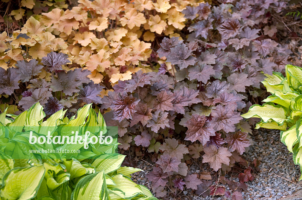 517450 - Crevice alumroot (Heuchera micrantha 'Palace Purple'), hairy alumroot (Heuchera villosa 'Caramel') and plantain lily (Hosta Gold Standard)