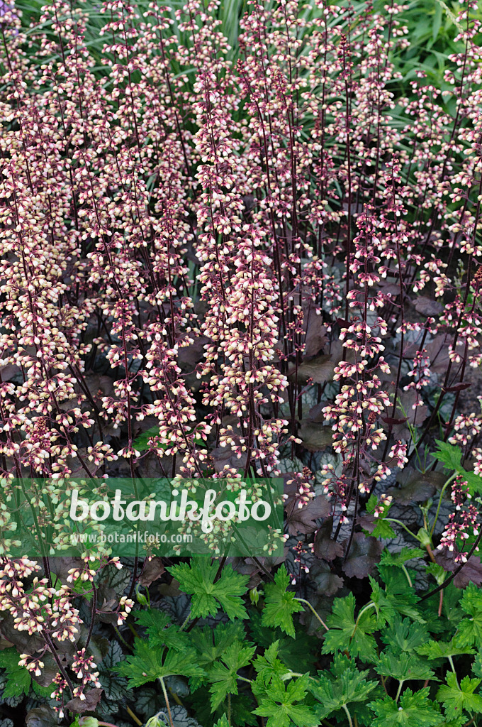 473053 - Crevice alumroot (Heuchera micrantha 'Regina')