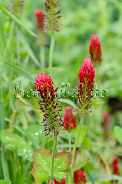 508151 - Crimson clover (Trifolium incarnatum)