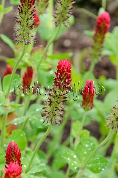508152 - Crimson clover (Trifolium incarnatum)