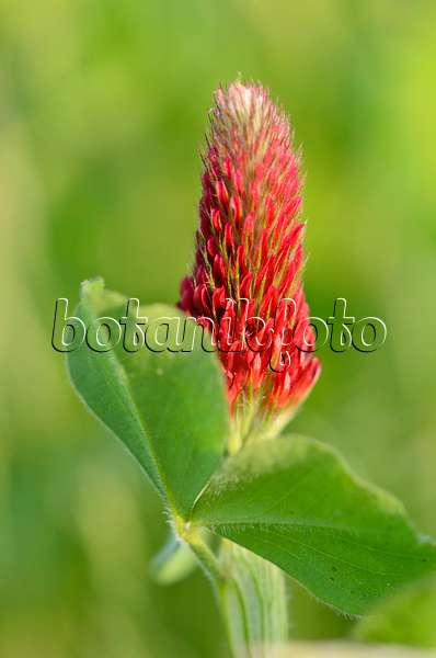 533007 - Crimson clover (Trifolium incarnatum)