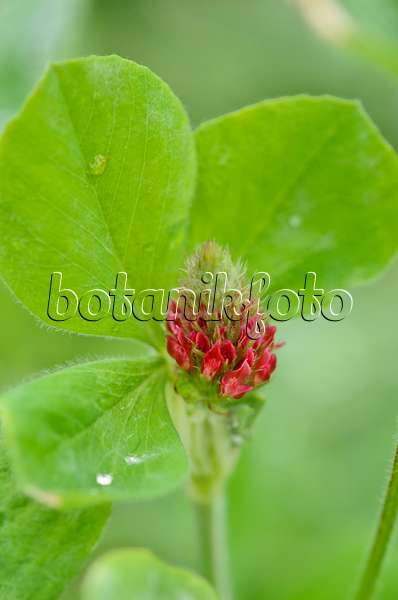 534461 - Crimson clover (Trifolium incarnatum)
