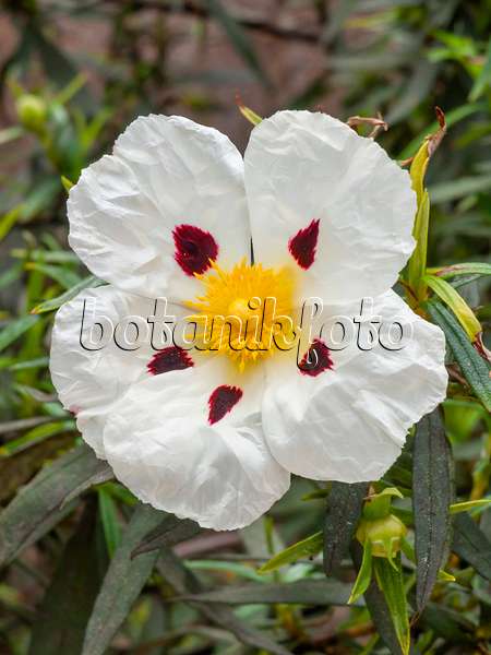 424034 - Crimson spot rock rose (Cistus ladanifer)