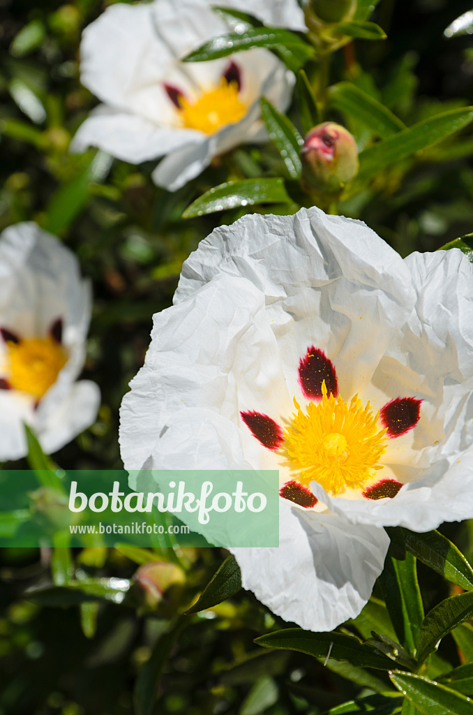 508423 - Crimson spot rock rose (Cistus ladanifer)