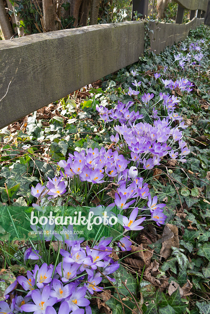 542007 - Crocus de Thomas (Crocus tommasinianus)