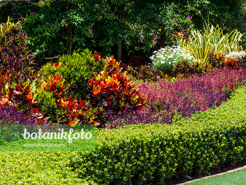 455150 - Croton (Codiaeum variegatum syn. Croton variegatus) and lilly pilly (Syzygium)