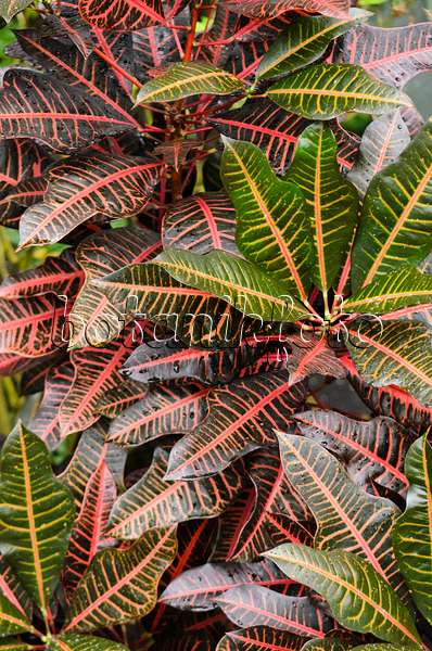 553088 - Croton (Codiaeum variegatum syn. Croton variegatus)