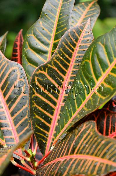 553089 - Croton (Codiaeum variegatum syn. Croton variegatus)