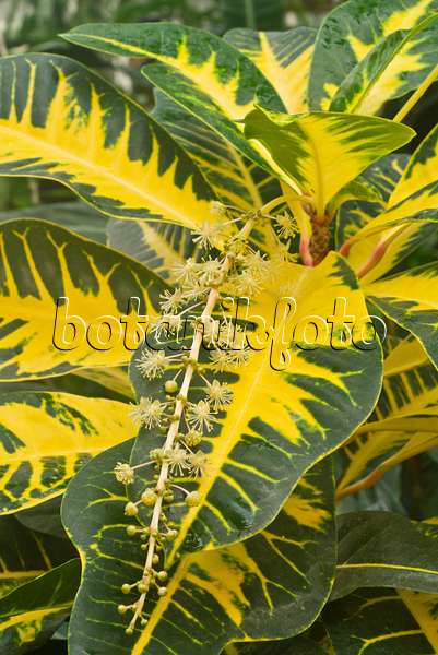 607266 - Croton (Codiaeum variegatum syn. Croton variegatus)
