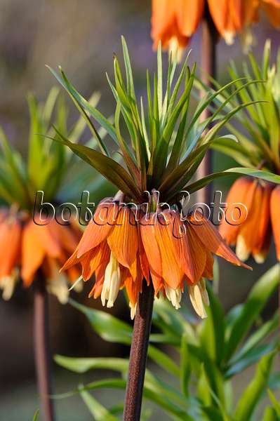 483192 - Crown imperial (Fritillaria imperialis)