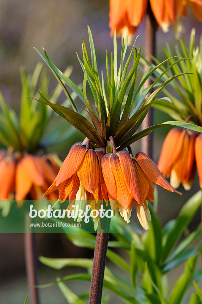 483192 - Crown imperial (Fritillaria imperialis)