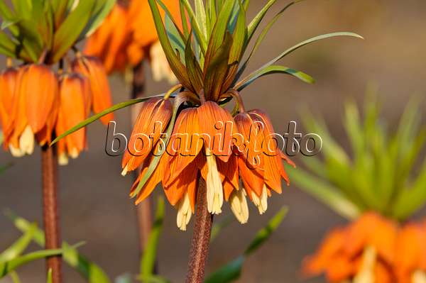483194 - Crown imperial (Fritillaria imperialis)