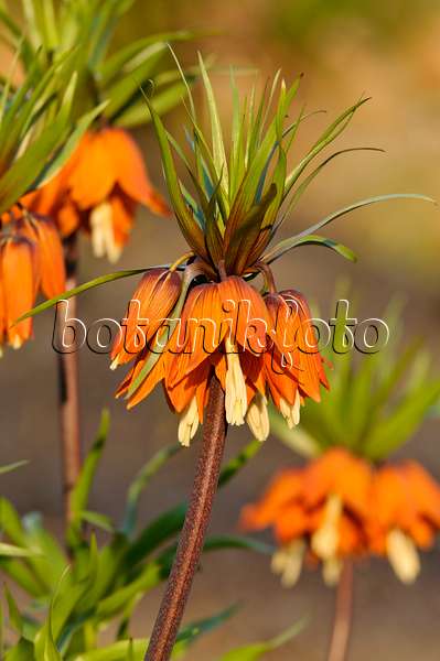483195 - Crown imperial (Fritillaria imperialis)