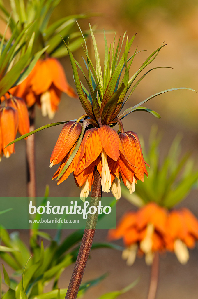 483195 - Crown imperial (Fritillaria imperialis)