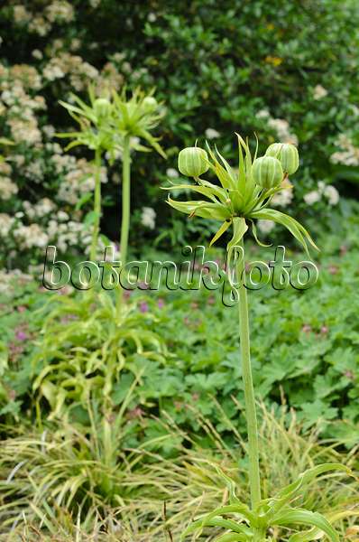 496339 - Crown imperial (Fritillaria imperialis)