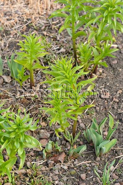519031 - Crown imperial (Fritillaria imperialis)