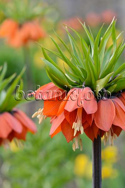 519178 - Crown imperial (Fritillaria imperialis)