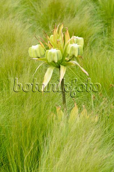 545082 - Crown imperial (Fritillaria imperialis)