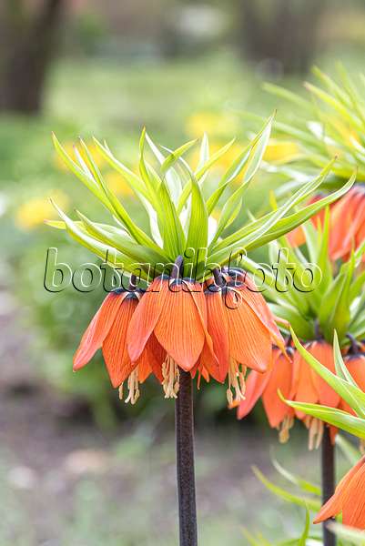 651282 - Crown imperial (Fritillaria imperialis 'Aurora')