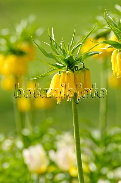 483213 - Crown imperial (Fritillaria imperialis 'Lutea')